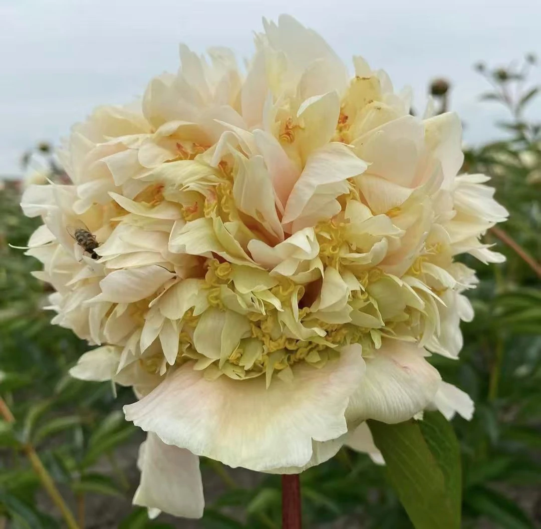 【进口芍药种苗-奎津】复色晚期 花卉种植秋季裸根发苗 包对版