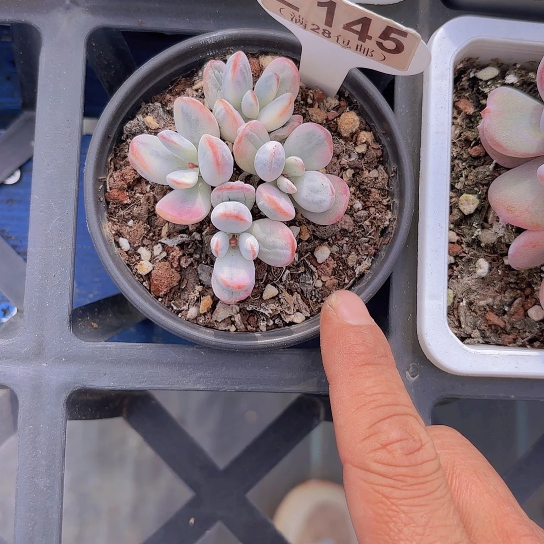 E145乒乓锦一物一拍