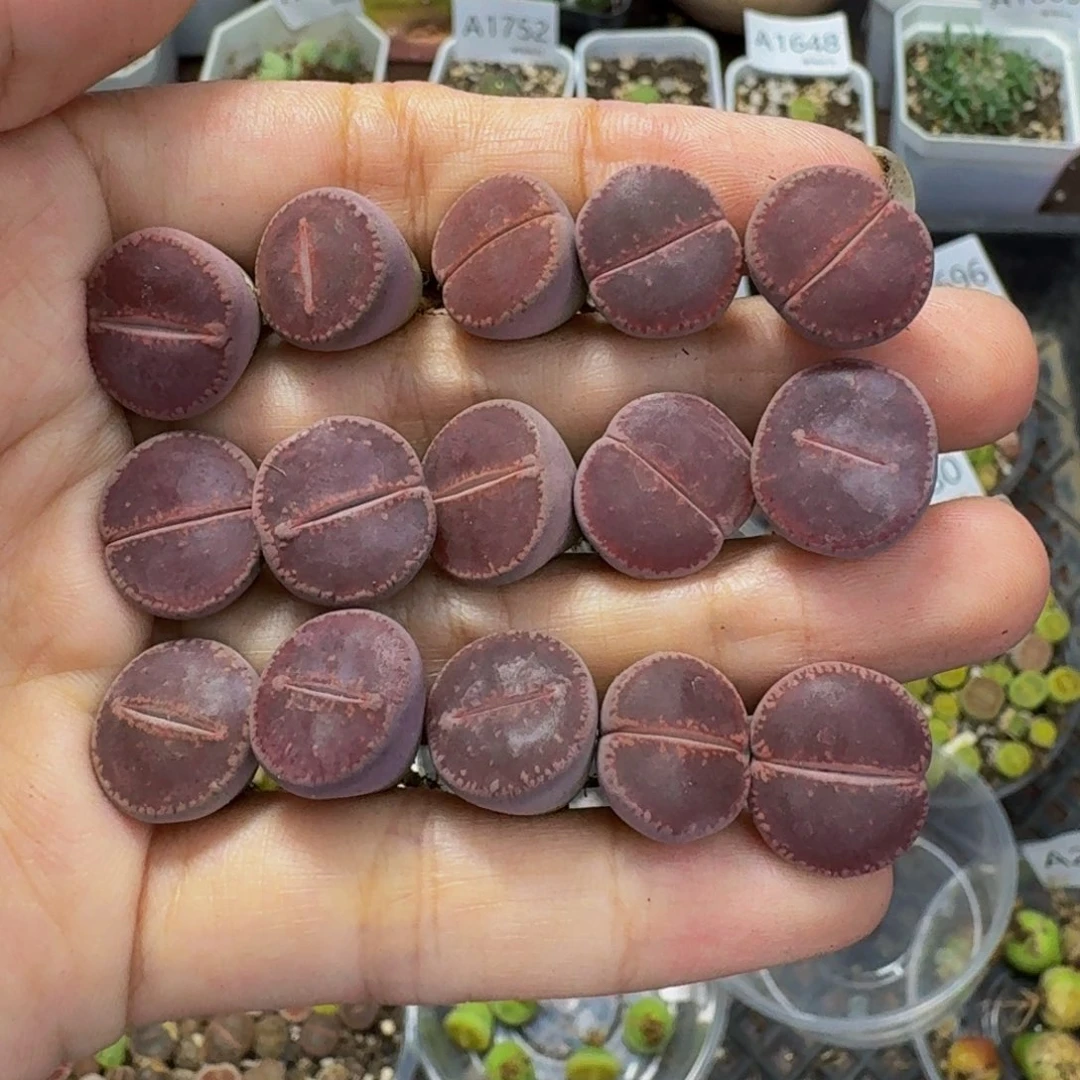 2694 有疤 生石花和肉锥