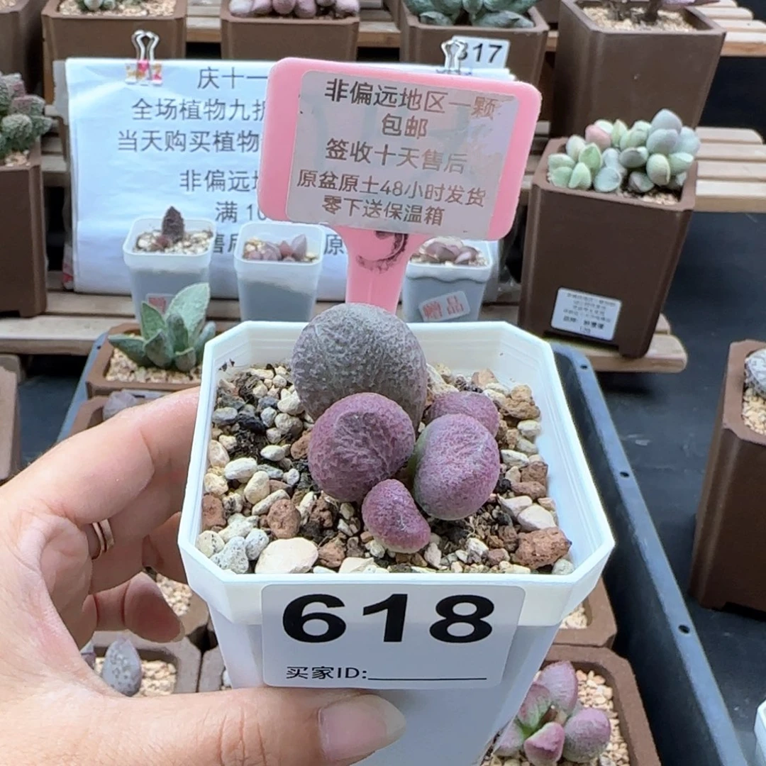 618红烧肉多肉植物