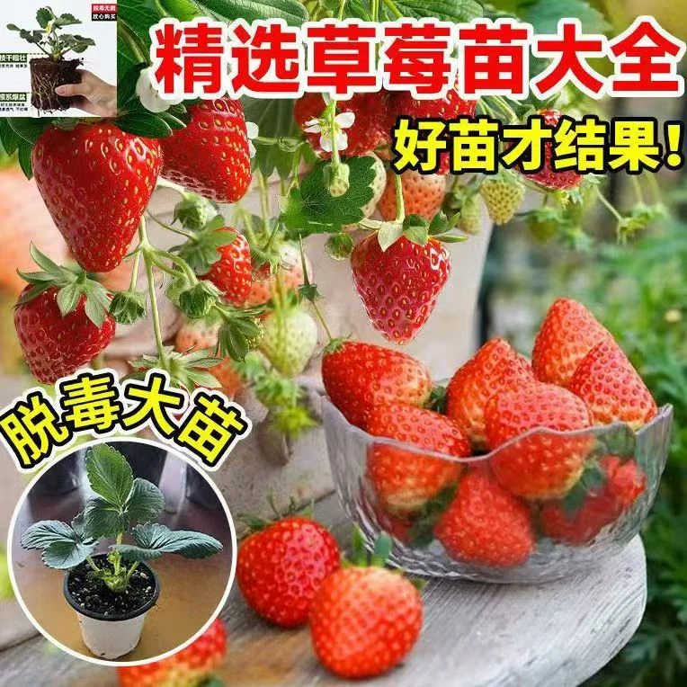 【原盆原盆好发货】四季草莓苗室内庭院阳台奶油草莓种苗当年结果