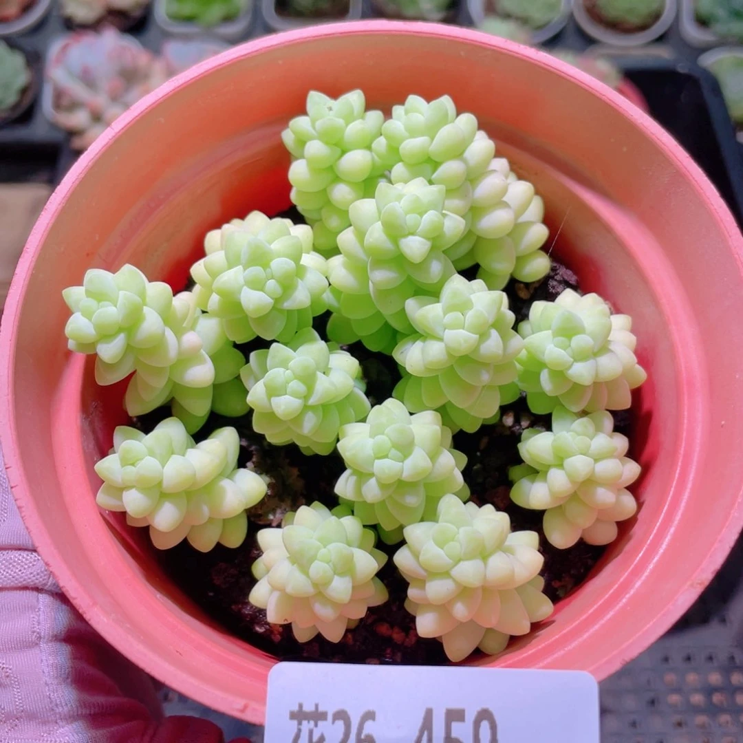 花利美26-459玉坠