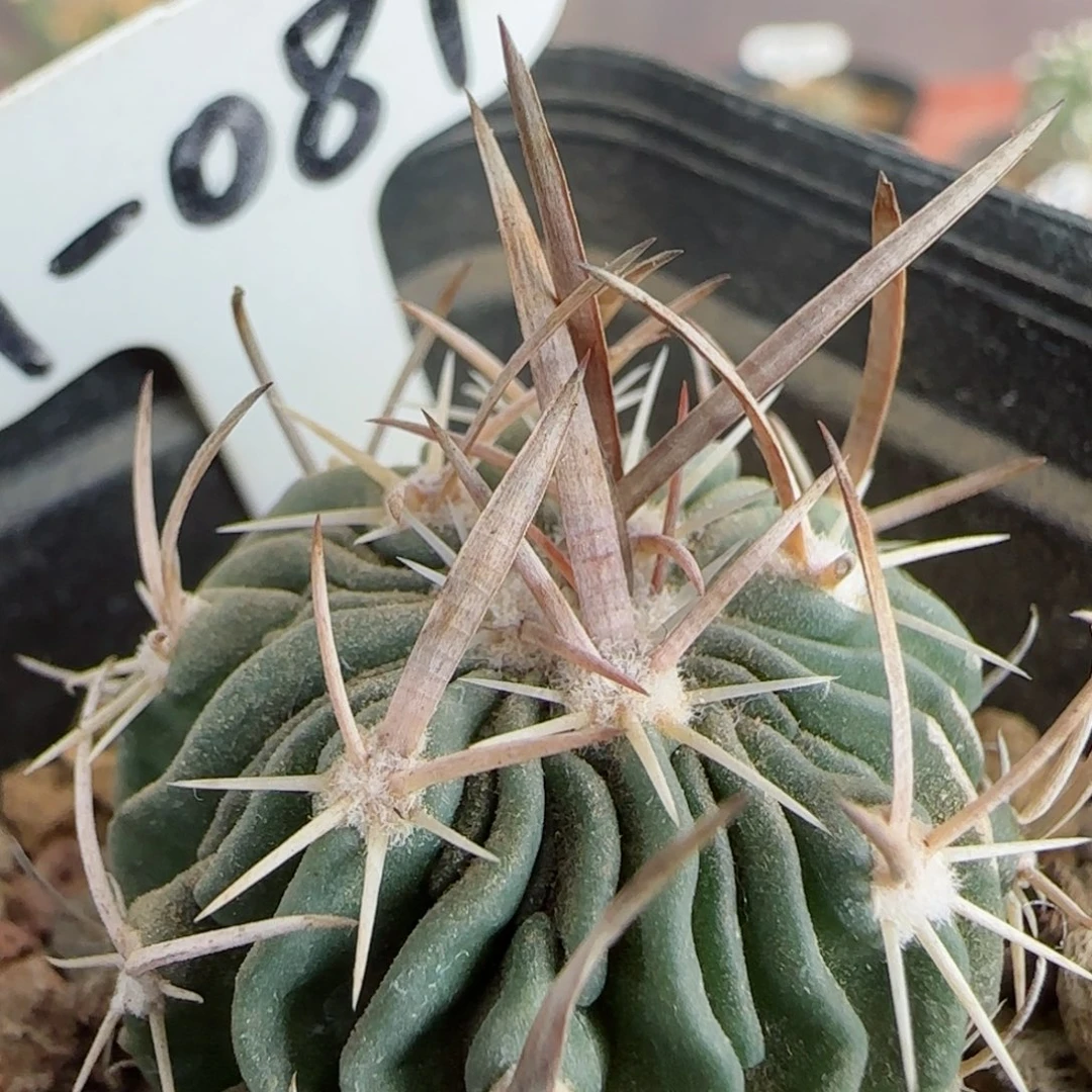 A81实生喷泉刺振武玉多肉