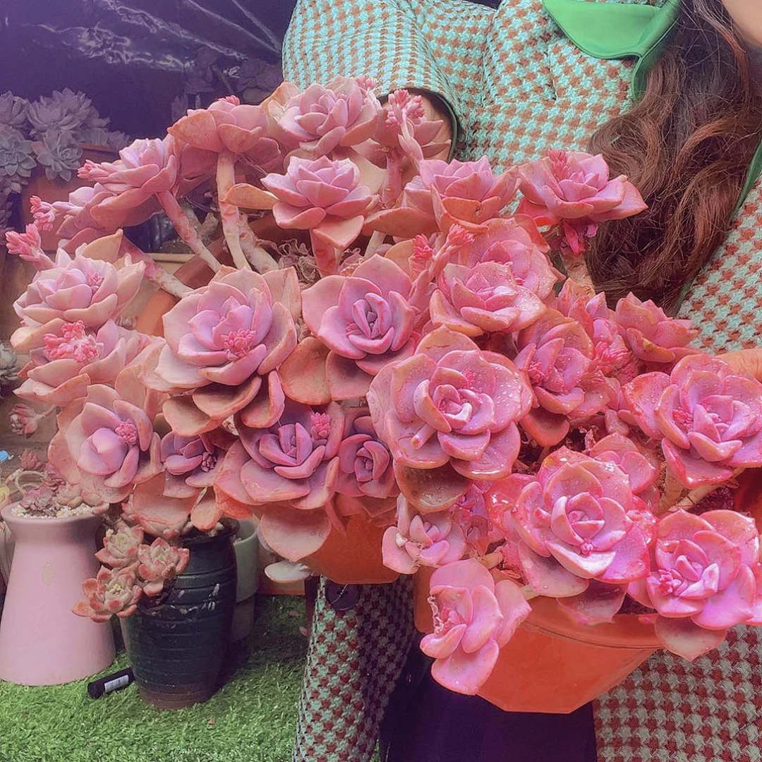 无铅玻璃彩虹糖多肉