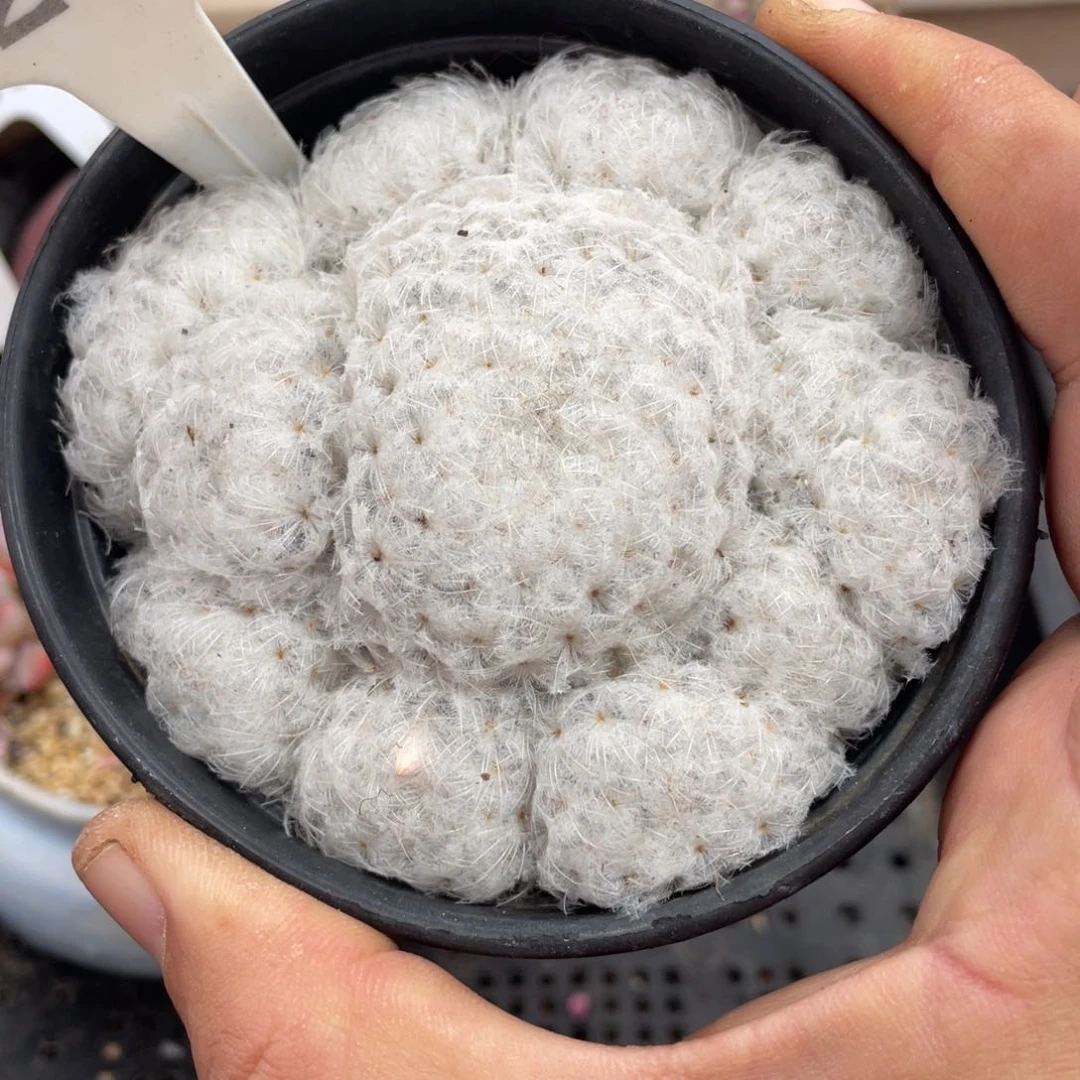 0218白星不带盆9厘米