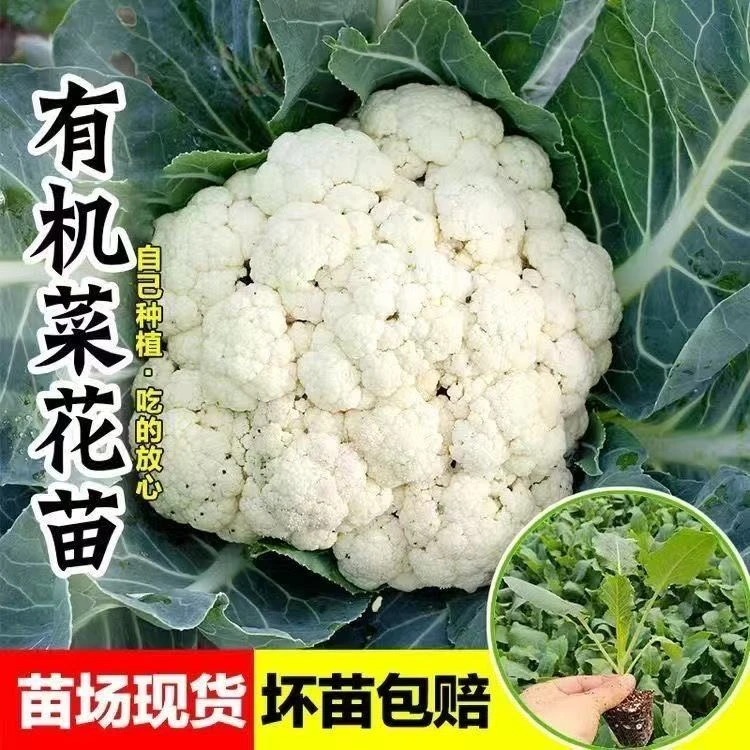 耐寒高产有机松花菜白花菜秧苗带土球四季可种蔬菜苗
