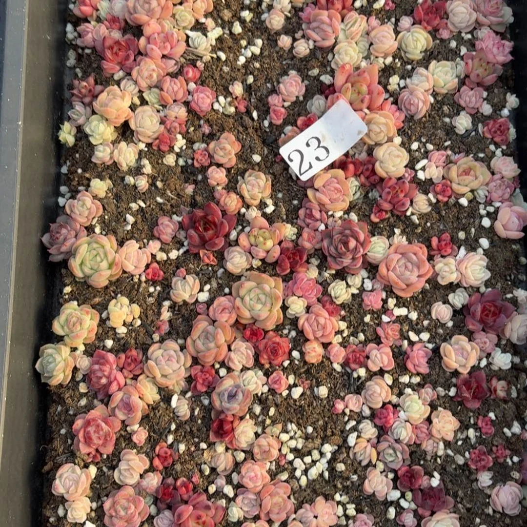 多肉植物多肉植物23