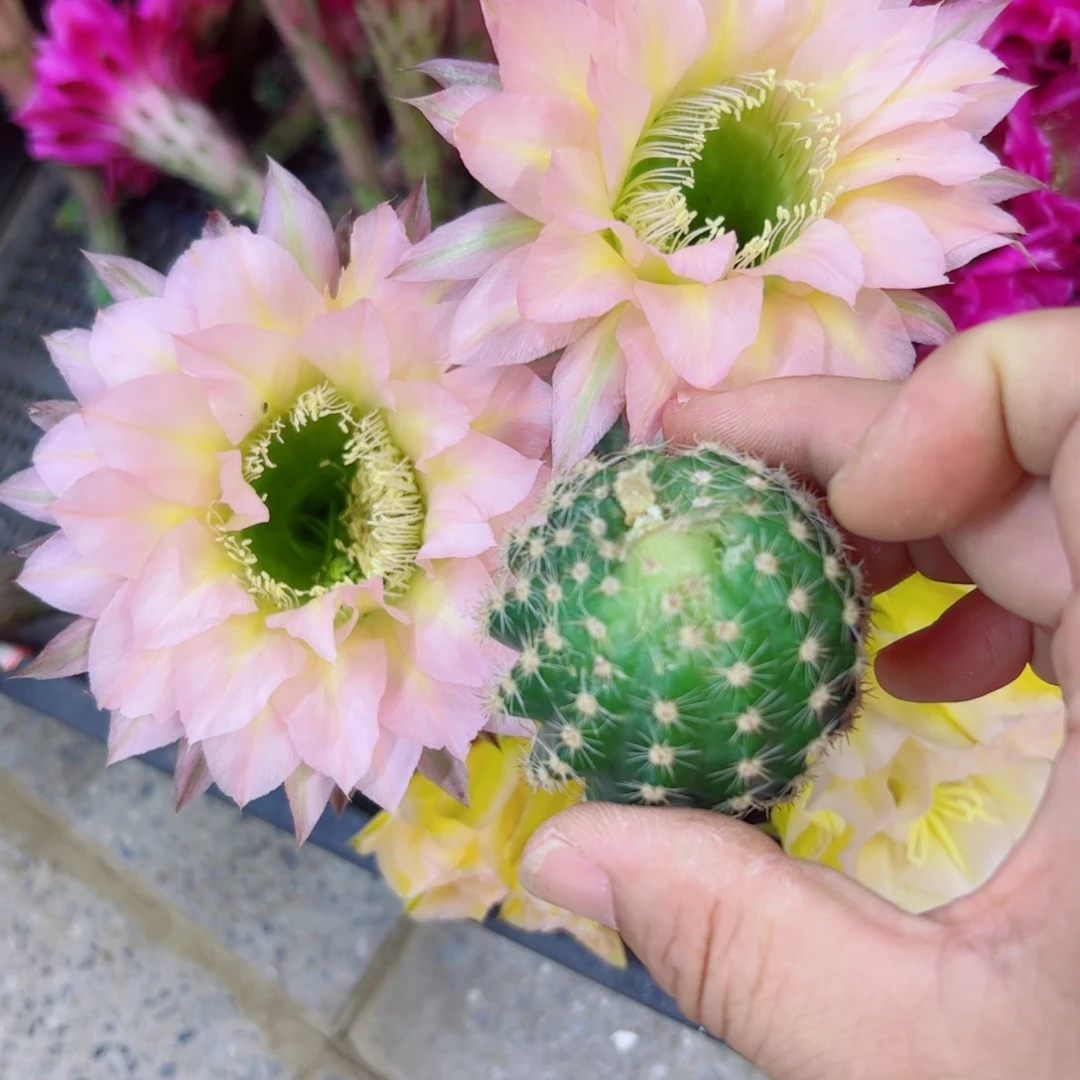 下52彩草28 歪无根侧芽4公分左右20包邮