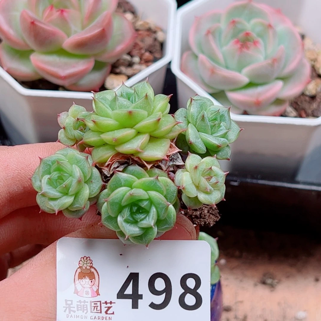 张*墩多肉植物多肉植物
