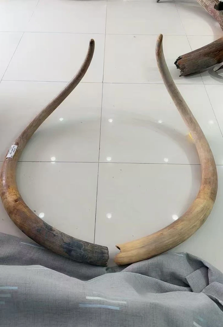 <传世臻品> 收藏级重器，猛犸象牙去皮牙摆25900克