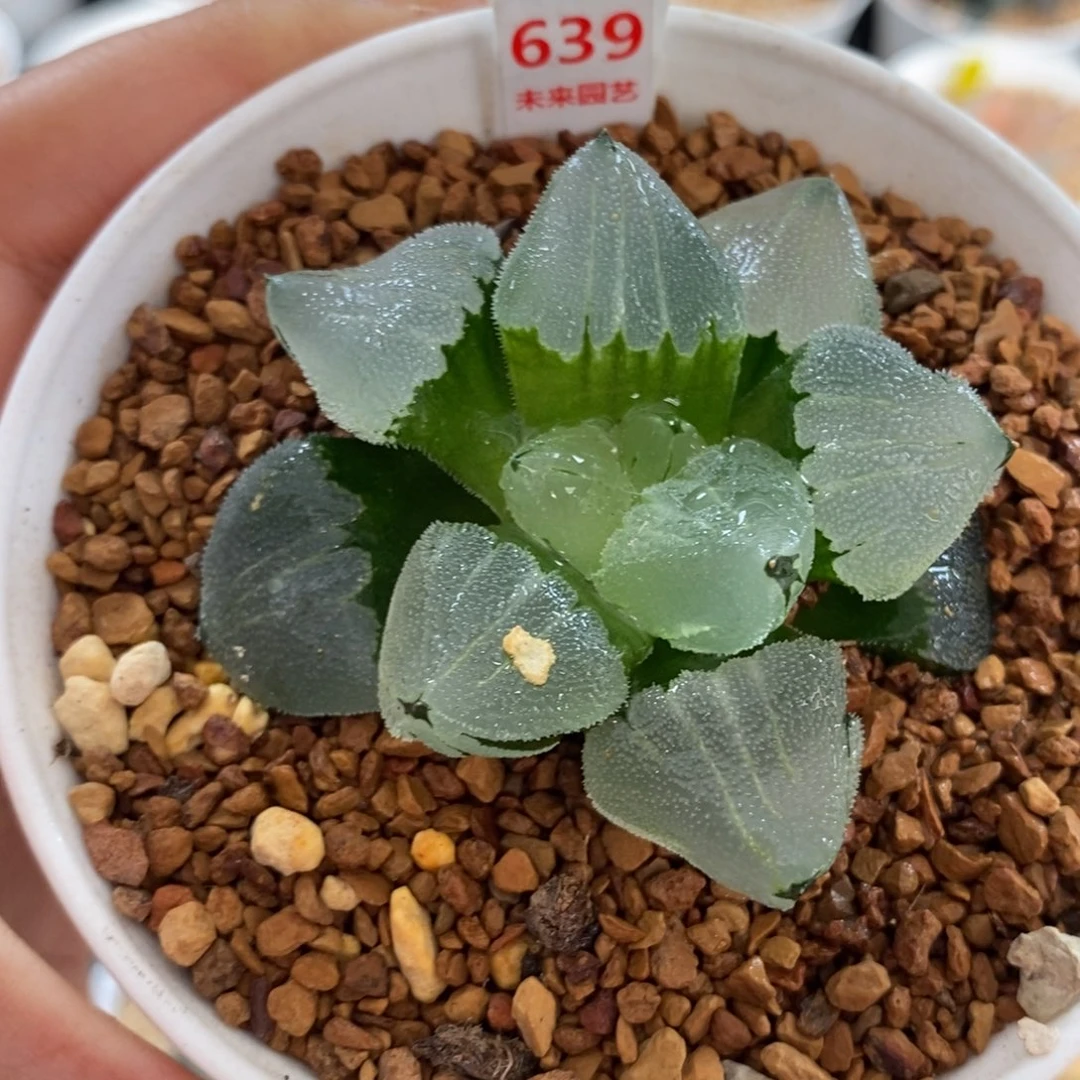 639冰鸾玉寿一物一图