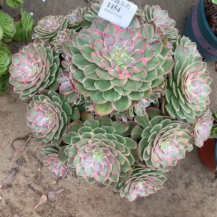 1454莲花座多肉植物特价
