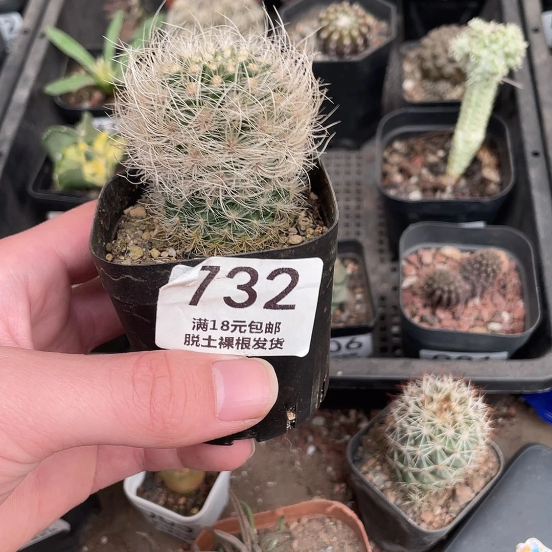 732银翁玉（满18包邮）