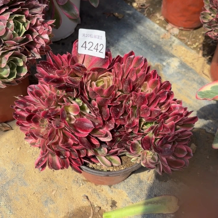 红袖坠多肉法师4242