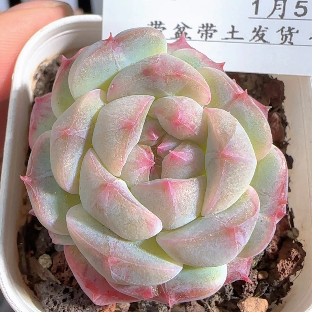 多肉0105-84福利福利