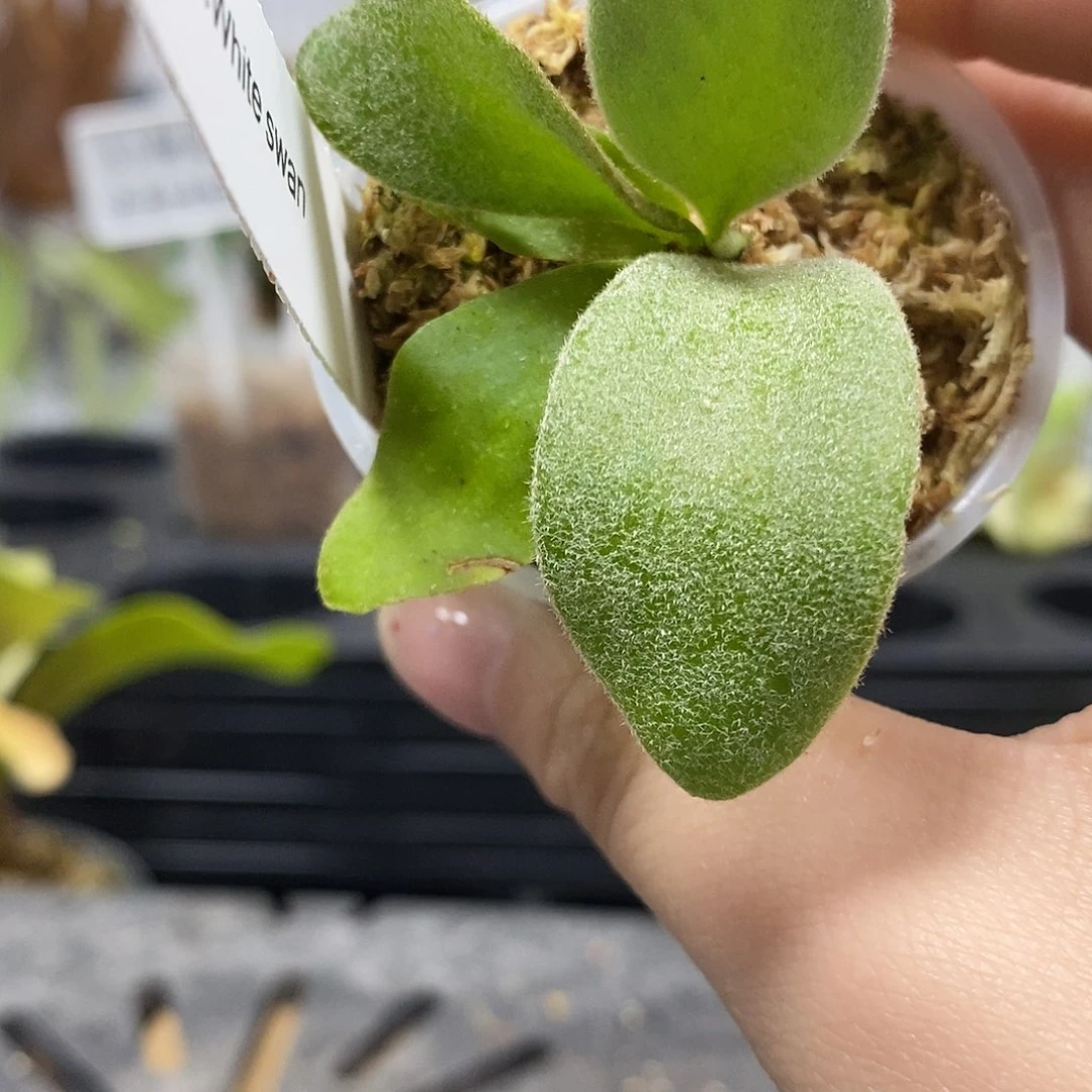 无花朵白天鹅鹿角蕨