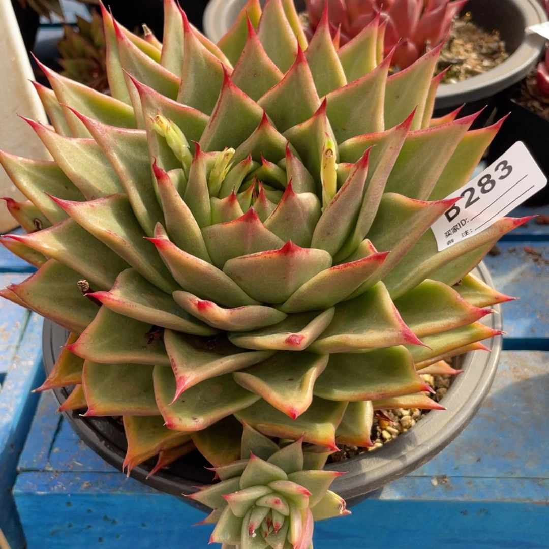 无花朵若茹东云单拍B283