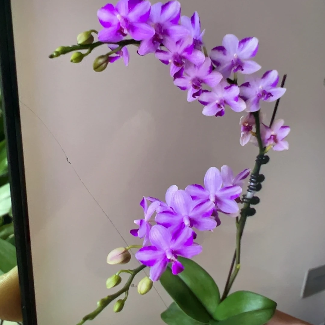 当前无花栽培后可以开花双头紫水晶凑单发货一颗不发货