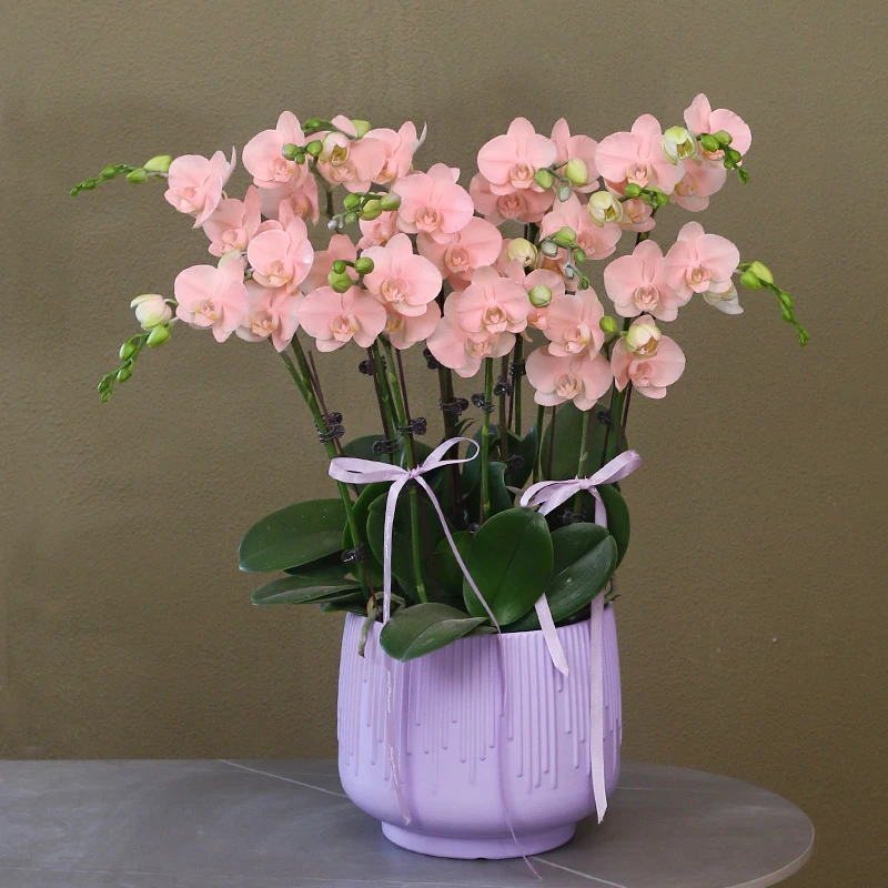 活体喷色蝴蝶兰【火烈鸟】带花带盆组好发货乔迁结婚送礼客厅装饰