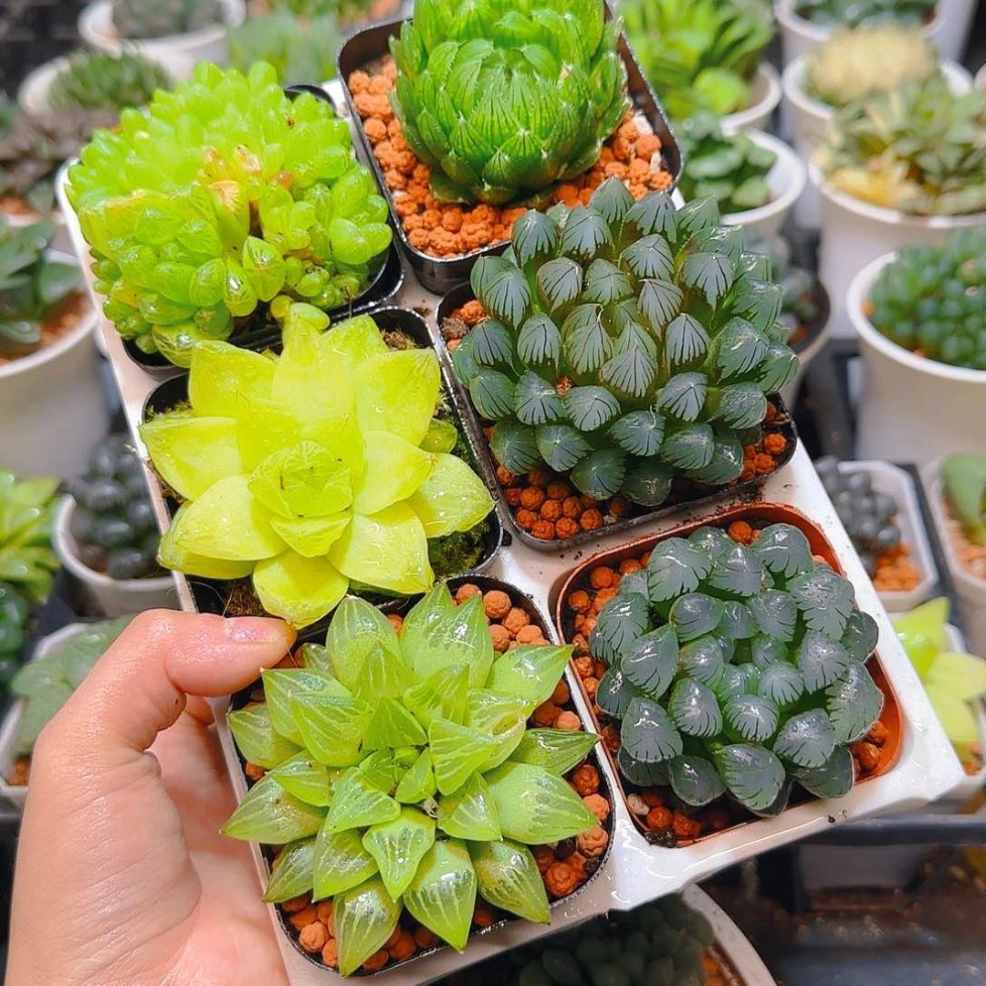 玉露六件套多肉，原盆