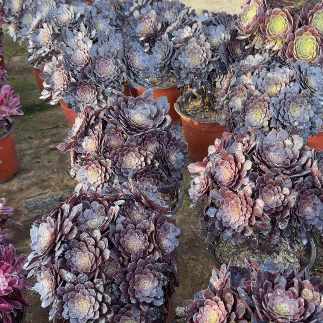 黑铜壶绣球9.9多肉植物