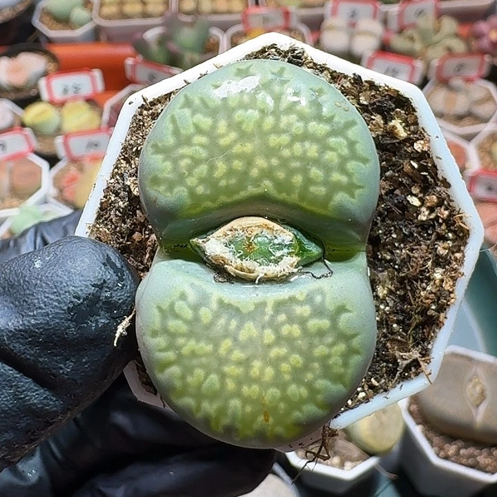 爱****蚁生石花的1111111。   178