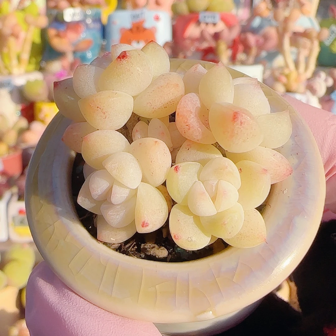 L  白底冰玉 带盆