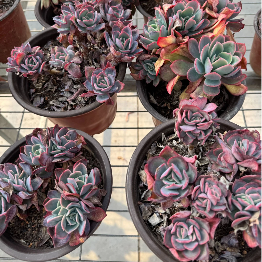 绮罗仙子多肉（全店满19元包邮）植物组合盆栽