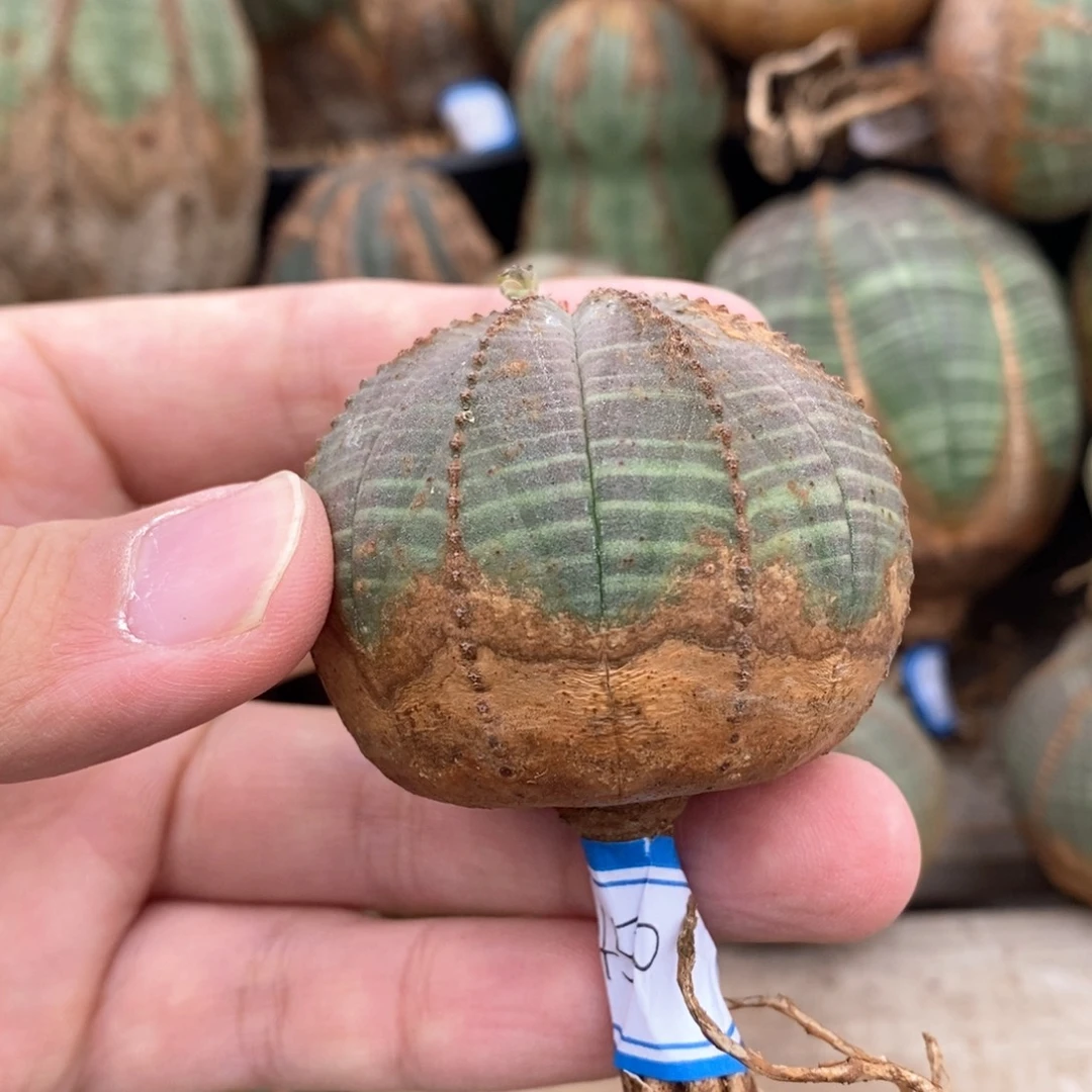 10 欧系实生布纹球多肉植物