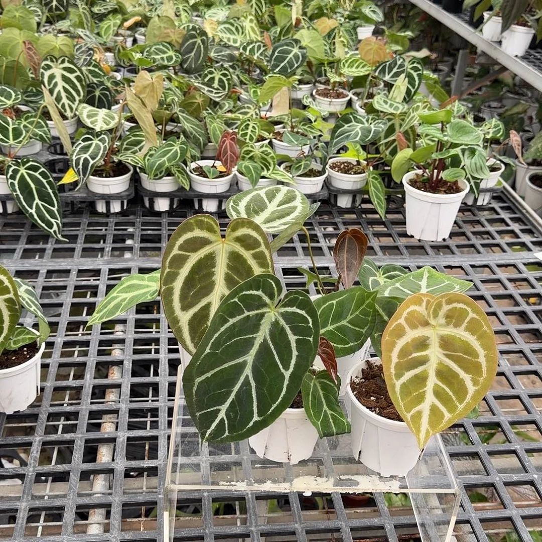 完全开放F899无售后