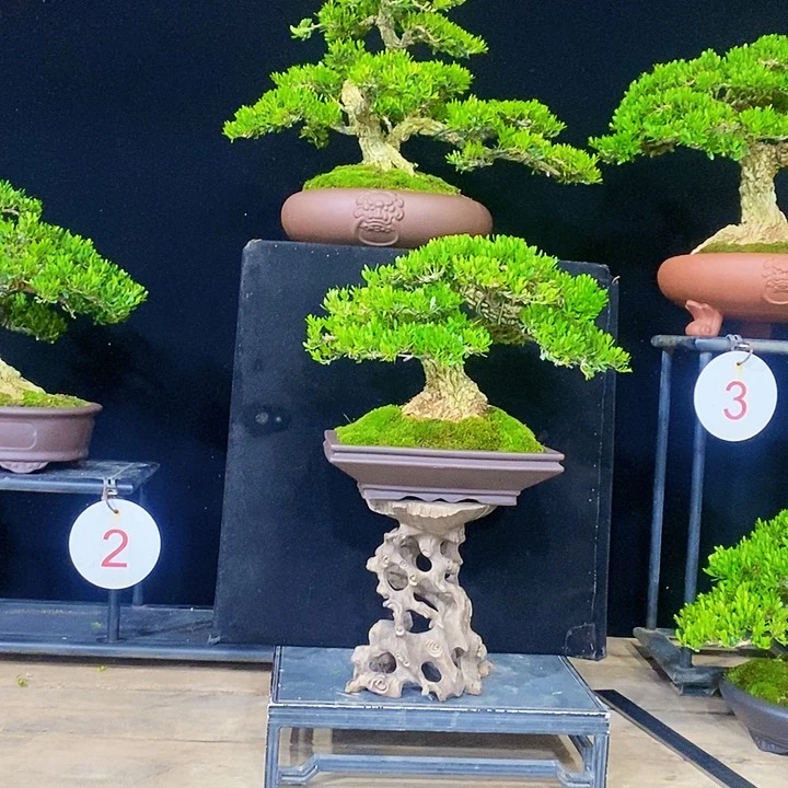 无花朵黄杨盆景四季常青不落叶