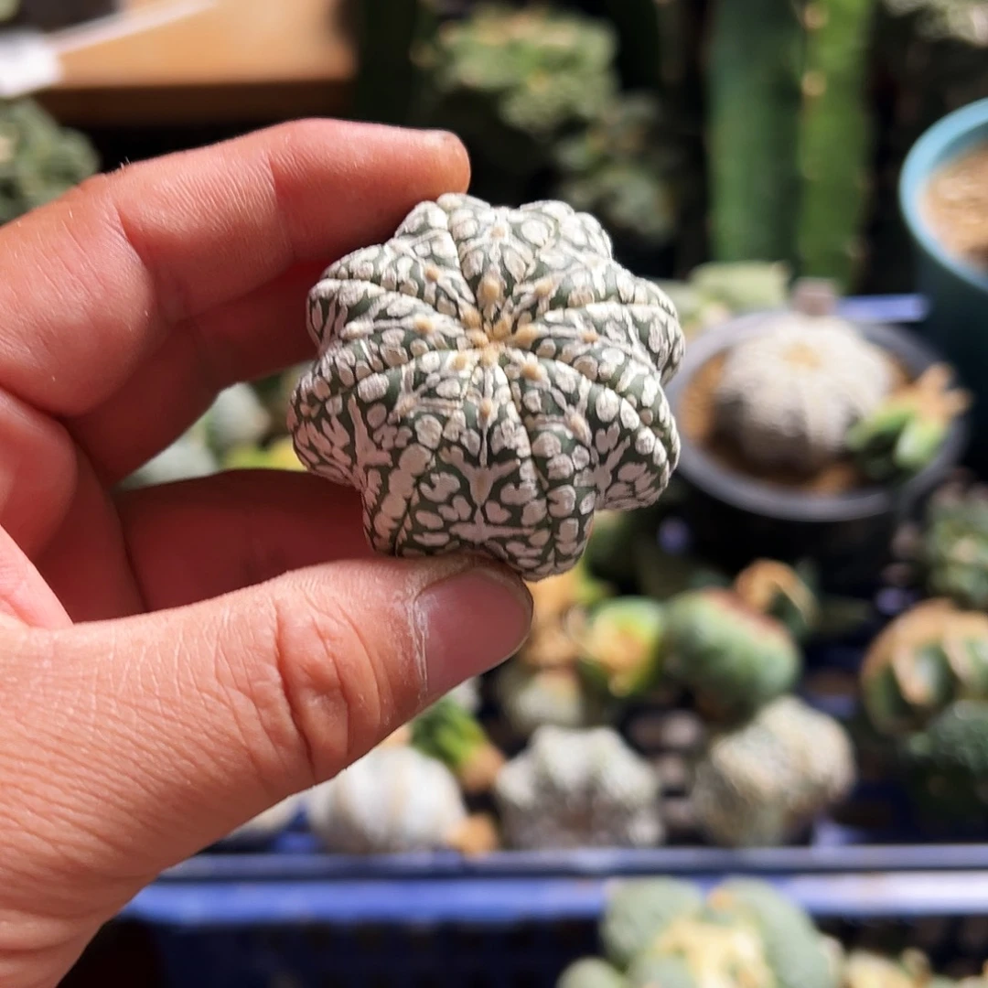 589实生海星vmmmmmmm兜