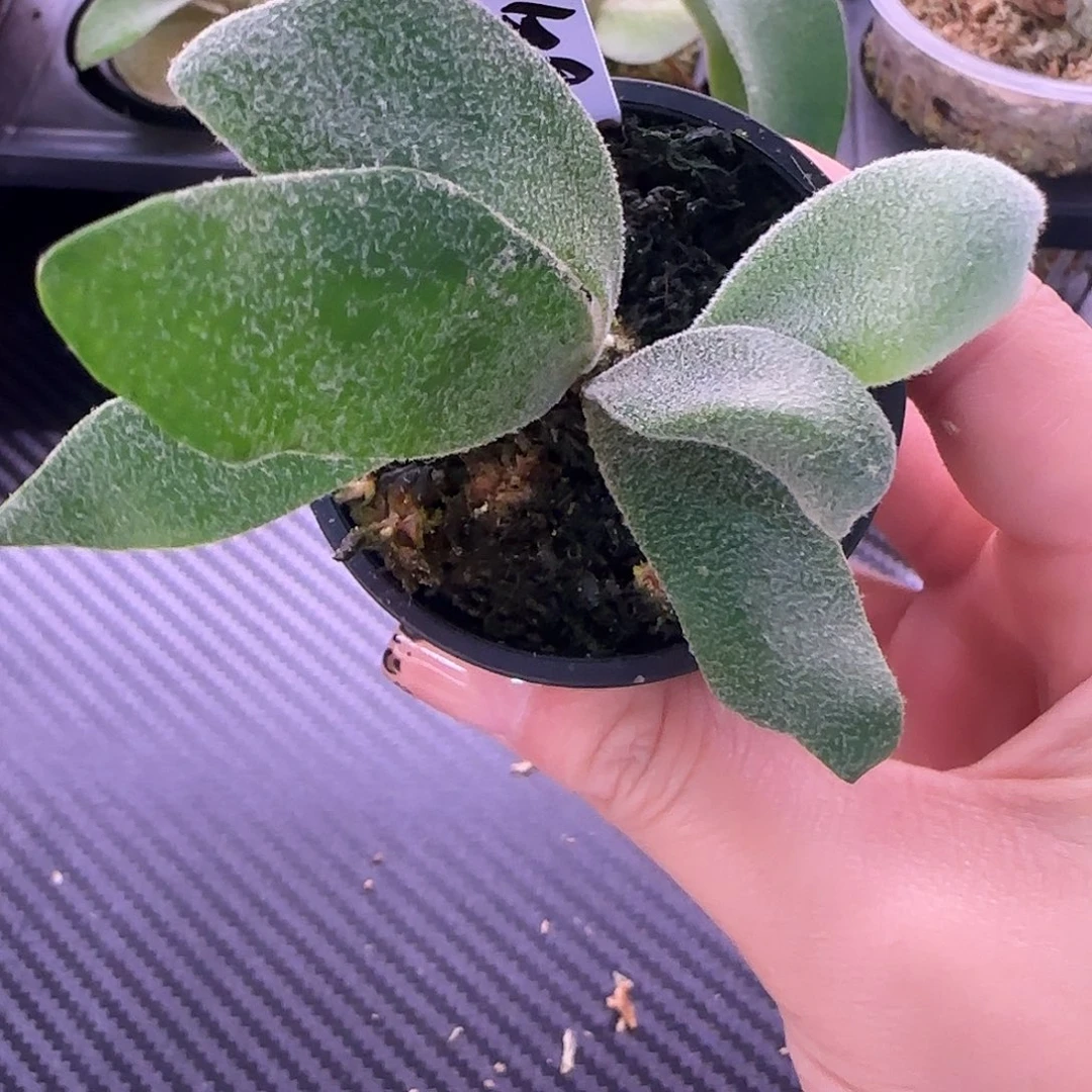 侏儒银爪哇鹿角蕨