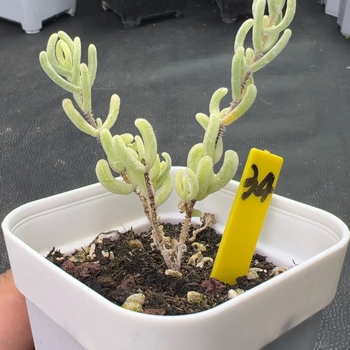 34橙叶锦。一物一拍