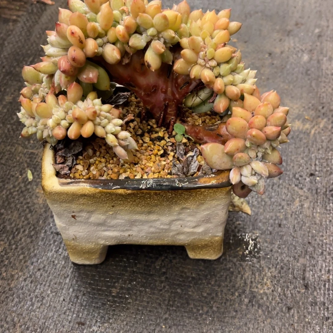 A***188484818181881181881