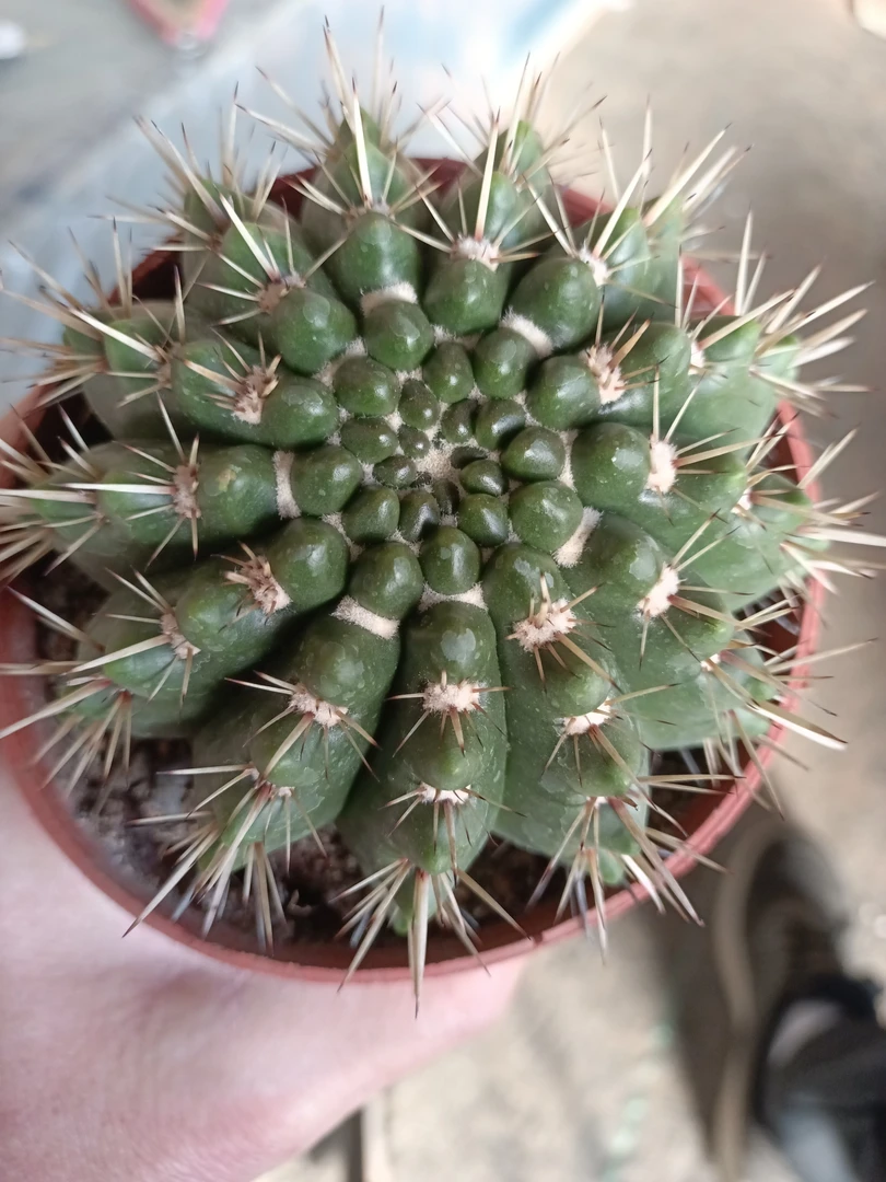 狮子王 仙人球 实生8CM（脱土，裸根发货）