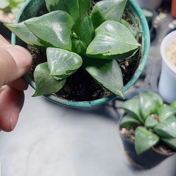 特价裹般若新手好养