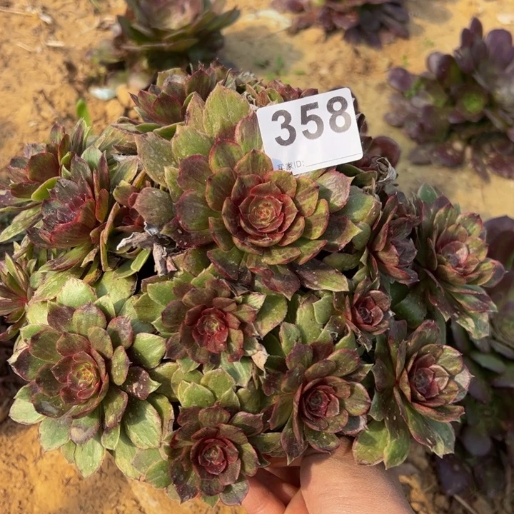 红霞多肉植物358