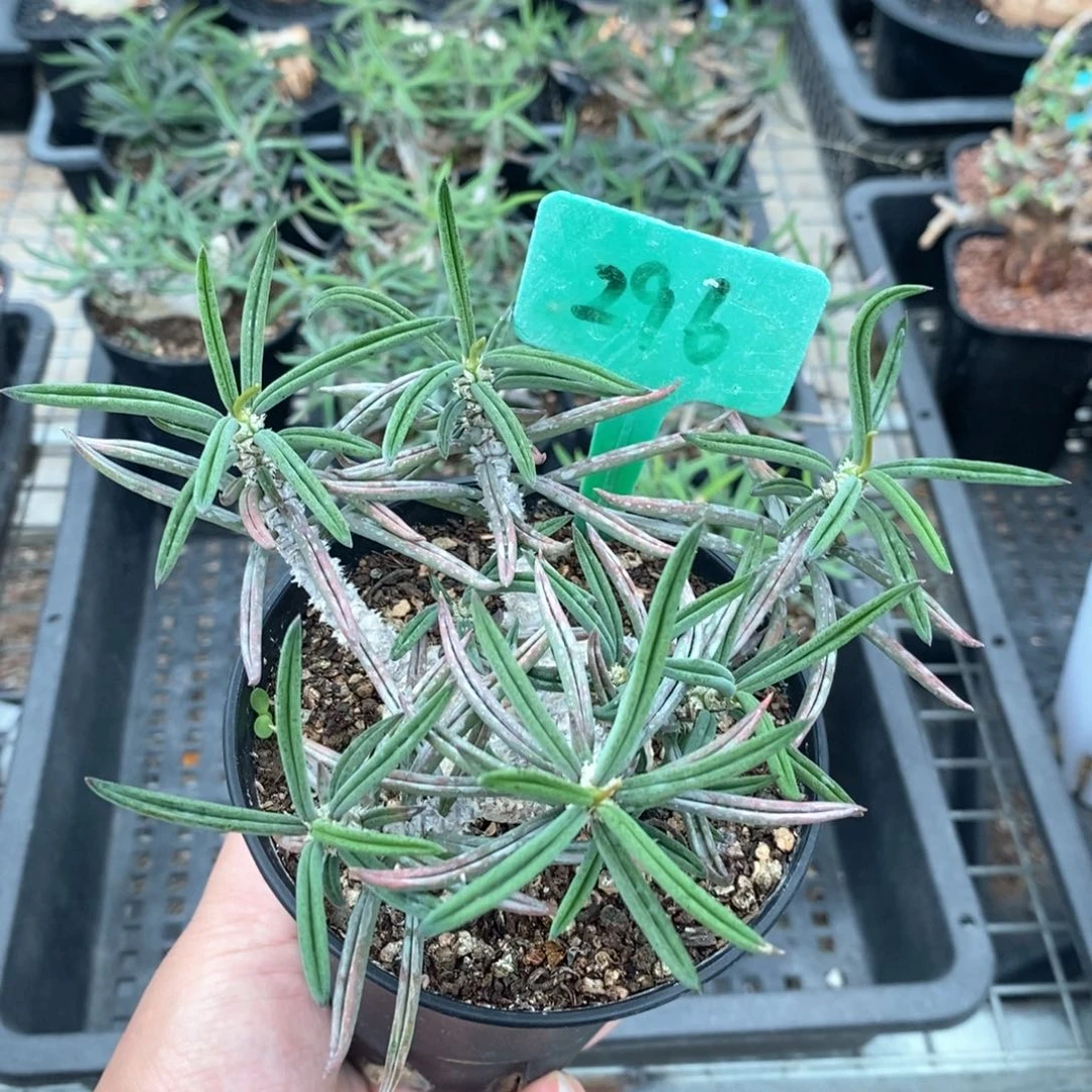 筒叶麒麟多肉植物一个