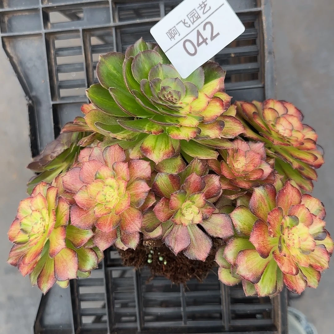 042多肉 海王七彩法师