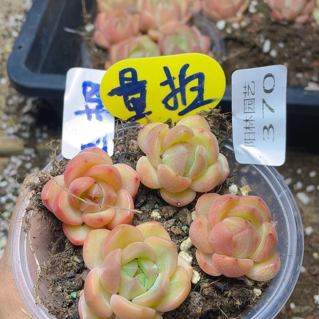 量拍多肉植物多肉植物370