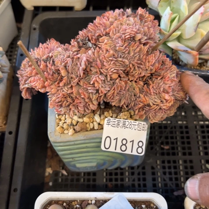 幸运儿是一位非常优秀