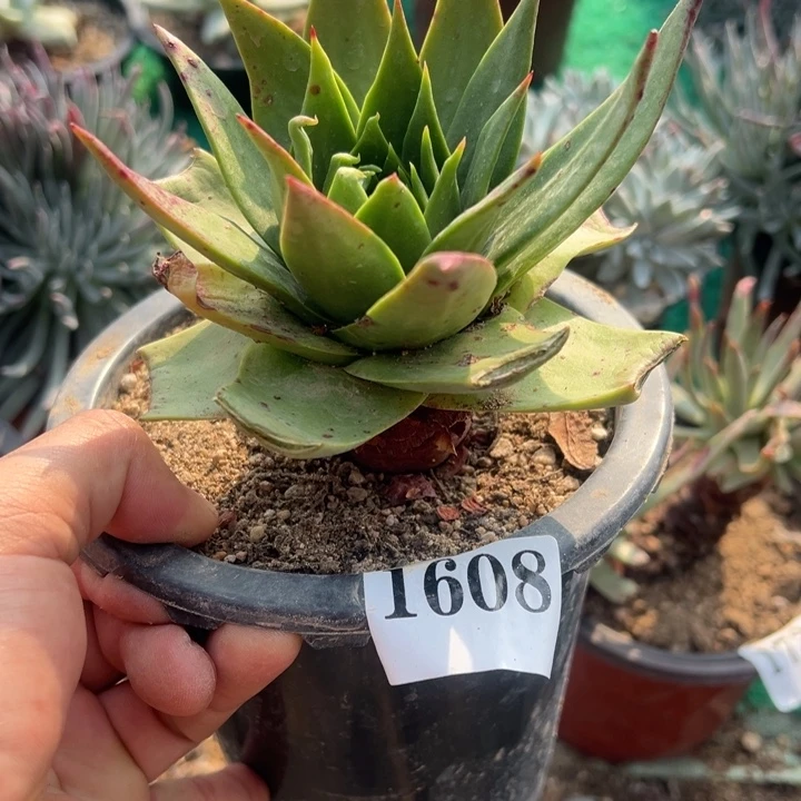 608号坎戴多肉植物老庄