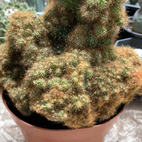 黄金山仙人球15米仙人球