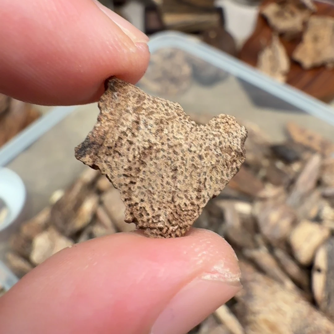 沉香海南鸡母虫漏