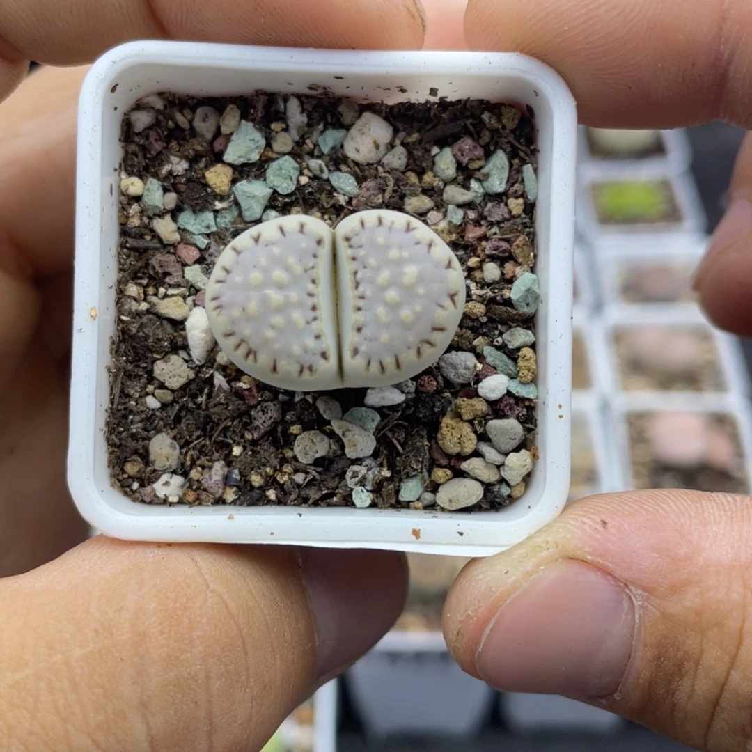 000000000000000000429