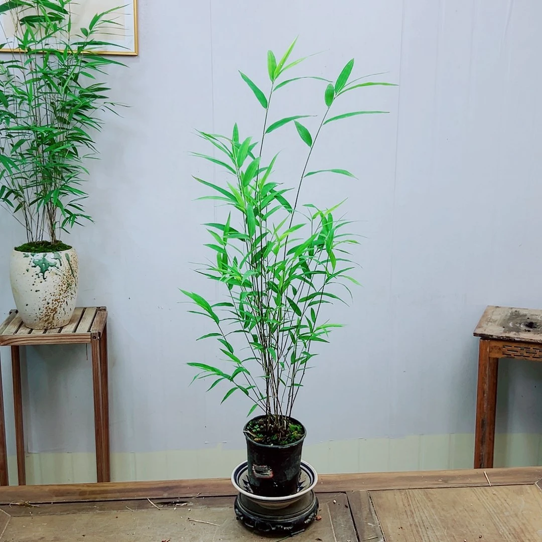 不开花植物内门竹
