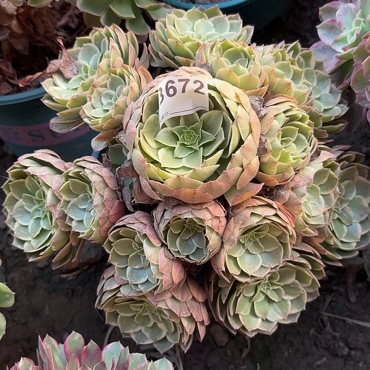 粉花妖8-37/672偏远不包邮