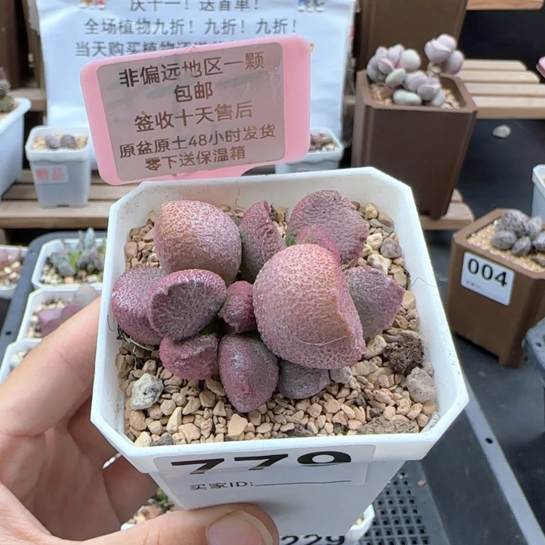 779赛猪肝多肉植物