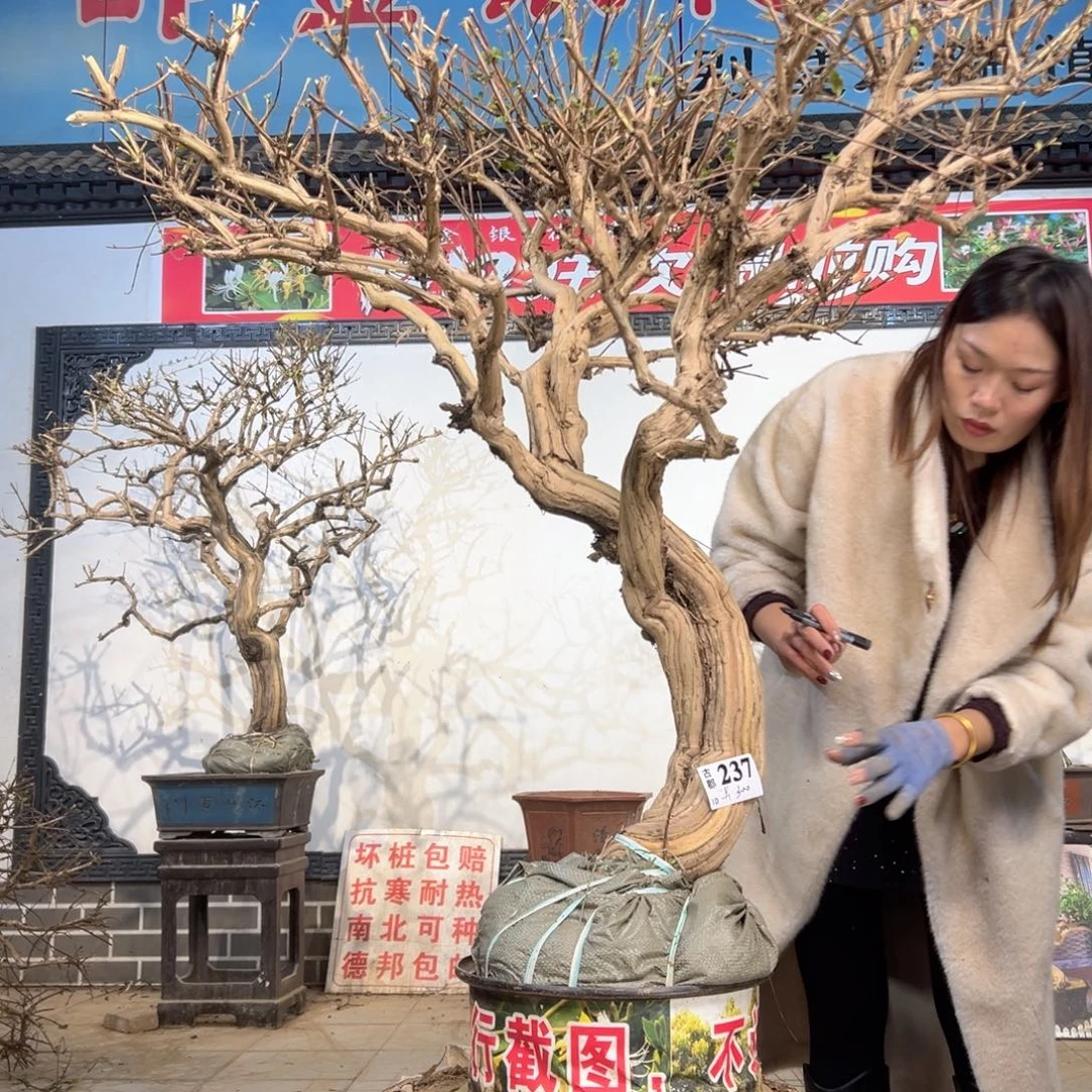 无花朵金银花8888888888888